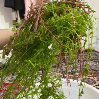 گیاه اکواریومی|ماهی|همدان, |دیوار