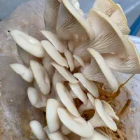 پودر قارچ صدفی