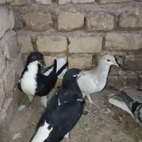 کبوتر موقلف