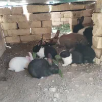 خرگوش