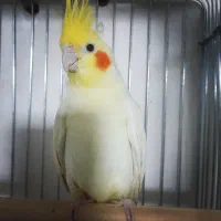 عروس هلندی|پرنده|نسیمشهر, |دیوار