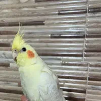 عروس هلندی شادوباهوش همراه باقفس