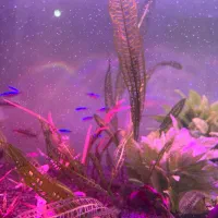 گیاه پلنت|ماهی|تهران, منیریه|دیوار