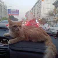 گربه پرشین ماده یکسال ونیم