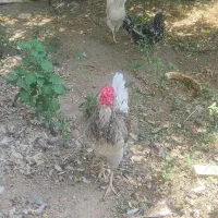 خروس گلین