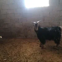 کهره بذری یکساله جنس خوب