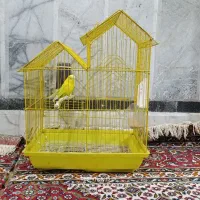 مرغ عشق نر