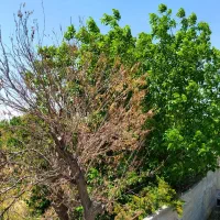 فروش-باغ-از-200-تا-1000-متر-فروش-اقساطی