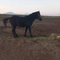 اسب نر|اسب و تجهیزات اسب‌سواری|مرند, |دیوار