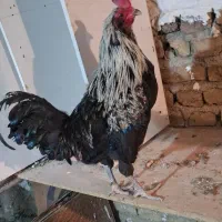 خروس اصیل گلین