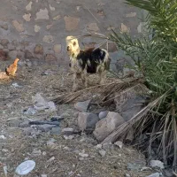 بره|حیوانات مزرعه|مسجد سلیمان, |دیوار