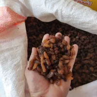 خشکبار کشمش و گله کاشمر احمد صمدی عبادی91|خوردنی و آشامیدنی|مشهد, عبادی|دیوار