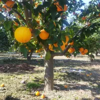 حرص درختان انواع اقسام