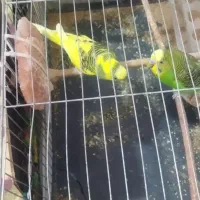 فروش مرغ عشق|پرنده|تبریز, |دیوار