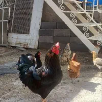 خروس زیبا و قشنگ‌و مشنگ