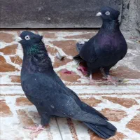 پرنده|پرنده|بم, |دیوار