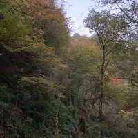 سگ پیدا شده