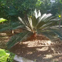 سیکاس بزرگ چند ساله|گل و گیاه طبیعی|آمل, |دیوار