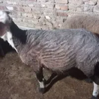 گوسفند افشاری