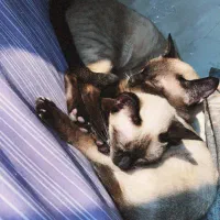 گربه سیامی اصیل|گربه|تبریز, |دیوار