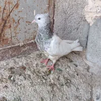 کله اهوازی الماسی گرفتنی|پرنده|اهواز, گلدشت|دیوار