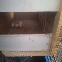 عروس هلندی مولد|پرنده|قم, حکمت شمالی|دیوار