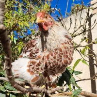 مرغ خروس ویاندوت بلورد واورنج وخروس لاکنزی|حیوانات مزرعه|مشهد, ویلاشهر|دیوار