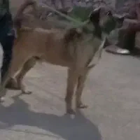 واگذاری توله نسل دار