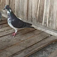 کبوتر آلمانی