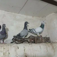 کبوتر|پرنده|فیروزآباد (فارس), |دیوار