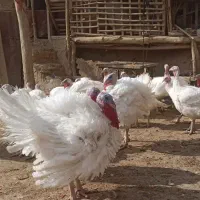 بوقلمون|حیوانات مزرعه|صحنه, |دیوار