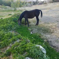 مادیان اسب|اسب و تجهیزات اسب‌سواری|تخت سلیمان, |دیوار