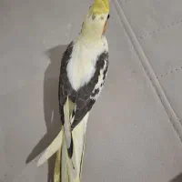 جوجه عروس هلندی