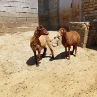 بره ماده مغان درجه یک به شرط
