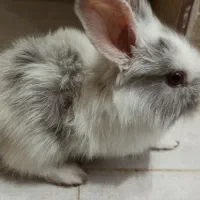 خرگوش نر سالم