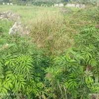 مشارکت درساخت زمین ساحلی مسکونی ۴۵۰۰‌ متر ایزدشهر