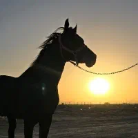 باغ سنددار با اقساط ۱۵ ماهه|فروش زمین و ملک کلنگی|شاهین‌شهر, شهرک میلاد|دیوار