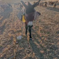 خر جوان