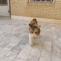 دومیلیون خانگی مادرزای بدون دم هست