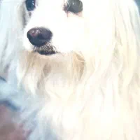 گمشده