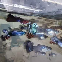 ماهی گوپی مولد نژاد اصلاحی تایگر و بلک