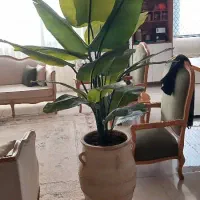 انواع درختچه با ارتفاعِ بلند|گل مصنوعی|ارومیه, |دیوار