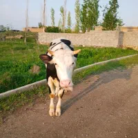 گاو|حیوانات مزرعه|ماکو, |دیوار