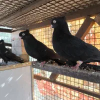 زاغ چشم نوک گره