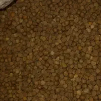 نوک سورکه بهاره