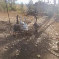 ۱۰ عدد قوغاز تخم گزار|حیوانات مزرعه|خلخال, |دیوار