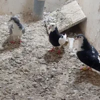 3عدد کفتر بوم