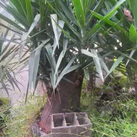 یوکا بزرگ وبنسای قطور،وگلدان۳/۵،گلدان ۱۰و سطل۱۲|گل و گیاه طبیعی|رحیمآباد, |دیوار