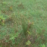 ۳۳۰ متری دوبر باغی هلوکله شمشاد کاسبی|فروش زمین و ملک کلنگی|چابکسر, |دیوار