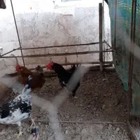 خروس گلین|پرنده|بجنورد, |دیوار